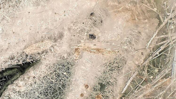 Die umsponnenen Kokons. Foto: Keyence