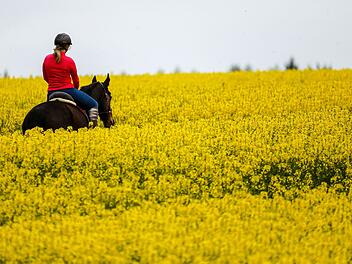 Frau st&uuml;rzt in Ansbach von Pferd und wird verletzt &ndash; Begleiterin wei&szlig; von nichts