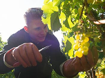 Franz Kram (19), Winzerlehrling im Weingut Juliusspital bei der Weinlese.  Foto: Tobias Köpplinger