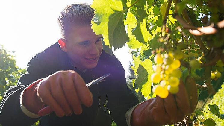 Franz Kram (19), Winzerlehrling im Weingut Juliusspital bei der Weinlese.  Foto: Tobias Köpplinger