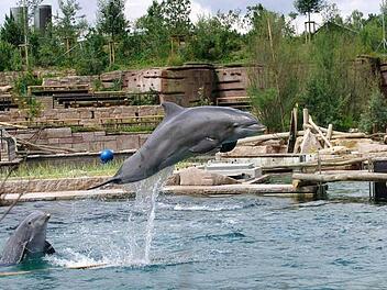 Meerwasser und mehr Platz: 2011 hatte der Tiergarten Nürnberg das Delfinarium für insgesamt 24 Millionen Euro zu einer Lagune für die Tiere umgebaut.  Foto: Tiergarten Nürnberg