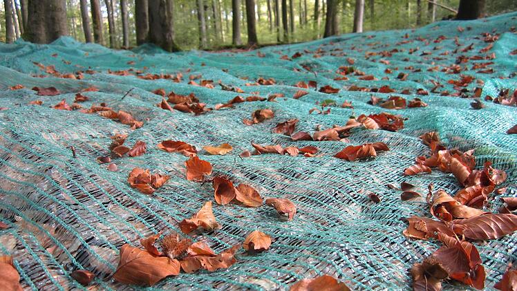 Riesige Netze waren im Wald oberhalb der Burgruine Nordeck ausgelegt - zur Bucheckern-Ernte. Foto: Sonja Adam