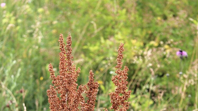 Sauerampfer ist ein universelles Kraut und gibt vielen Gerichten die richtige Würze