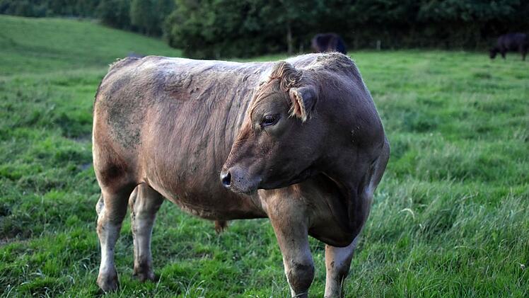 Blauzungenkrankheit verbreitet sich in Franken: Kreis Bamberg meldet ersten Fall