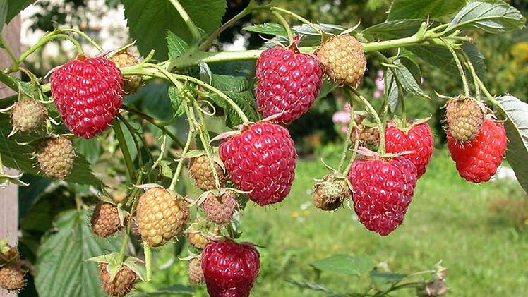 Himbeersträucher sollte man jetzt pflanzen, damit sie im Sommer so schöne Früchte tragen. (Foto: imago)