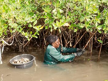 Die Gezeiten sind der Taktgeber f&uuml;r die Muschelsammlerinnen in Senegal: Sie haben bei Ebbe nur wenige Stunden, um die Muscheln in den Mangroven zu sammeln.