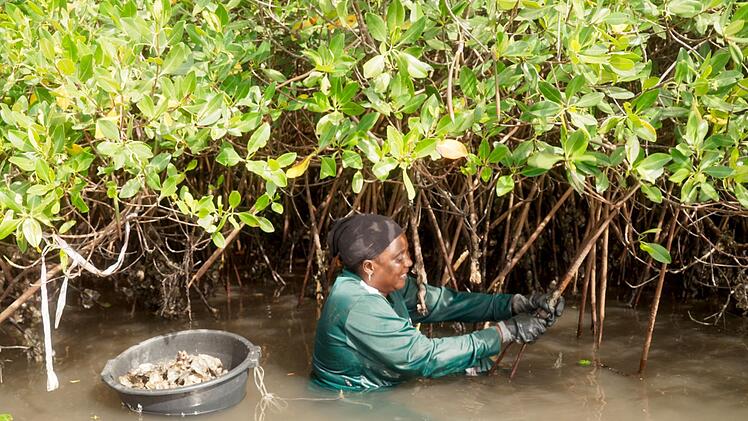 Die Gezeiten sind der Taktgeber f&uuml;r die Muschelsammlerinnen in Senegal: Sie haben bei Ebbe nur wenige Stunden, um die Muscheln in den Mangroven zu sammeln.