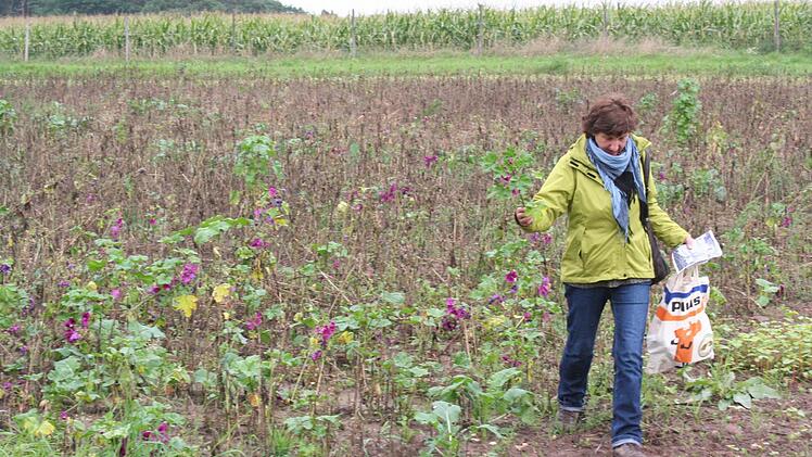 Frieda Funke holt eine Malve vom Feld. Foto: Evi Seeger