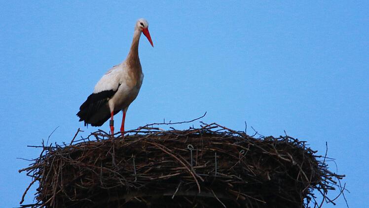 Auch schon da: der Storch in Bad Rodach.  - Foto: Hans Peter Schönecker.