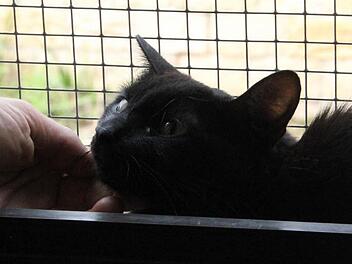Shadow ist neu in der Katzenpension und noch sehr ängstlich. Fotos: Katja Kölbl