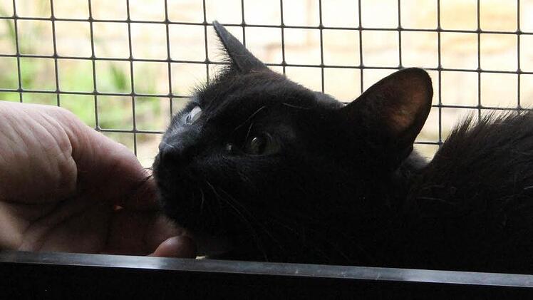 Shadow ist neu in der Katzenpension und noch sehr ängstlich. Fotos: Katja Kölbl