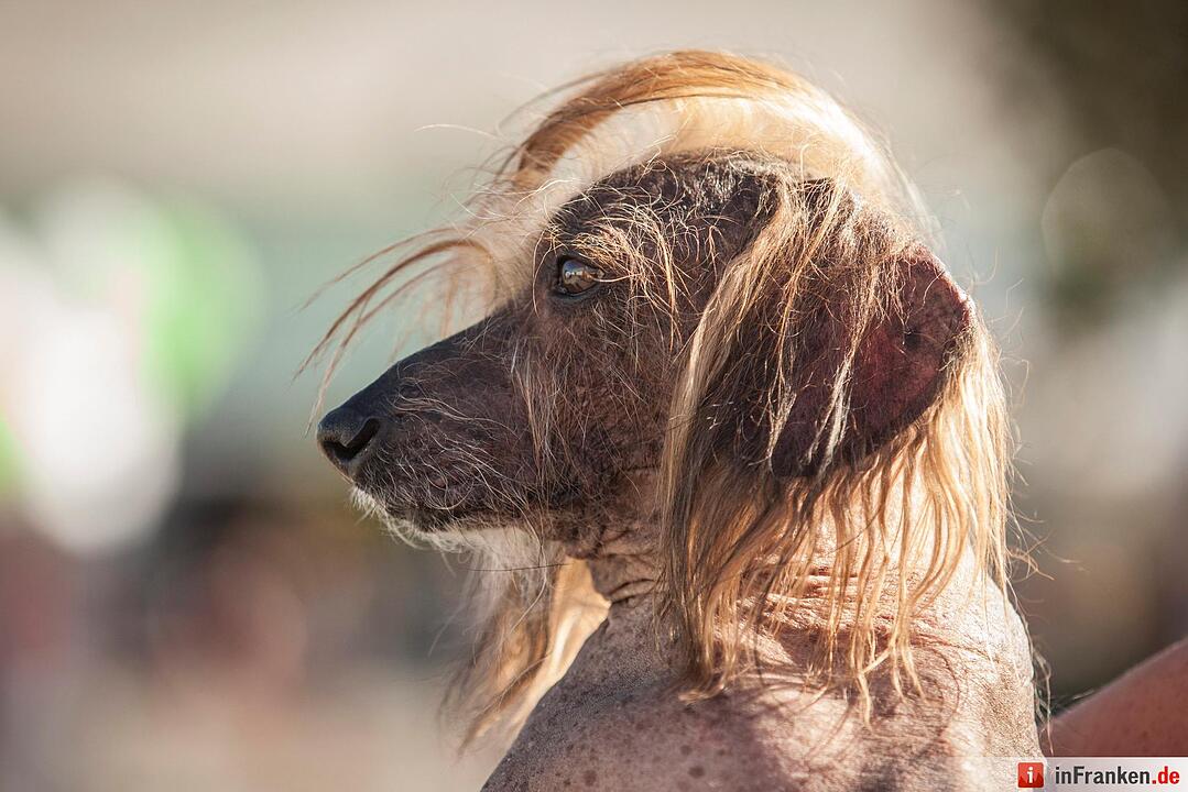 2016 World's Ugliest Dog Contest in California