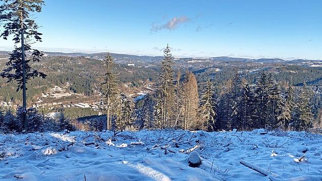 Der Allerswald ist derzeit schneebedeckt.