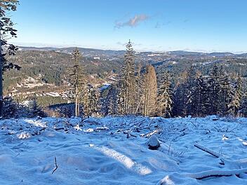 Der Allerswald ist derzeit schneebedeckt.