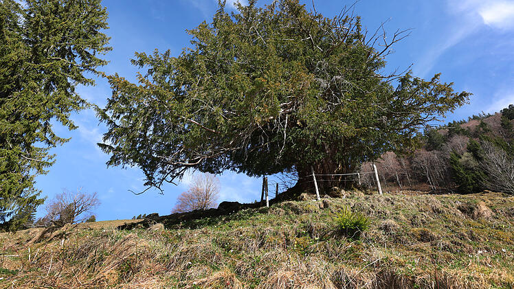 Alte Eibe im Allg&auml;u - m&ouml;glicherweise &auml;ltester Baum Deutschlands