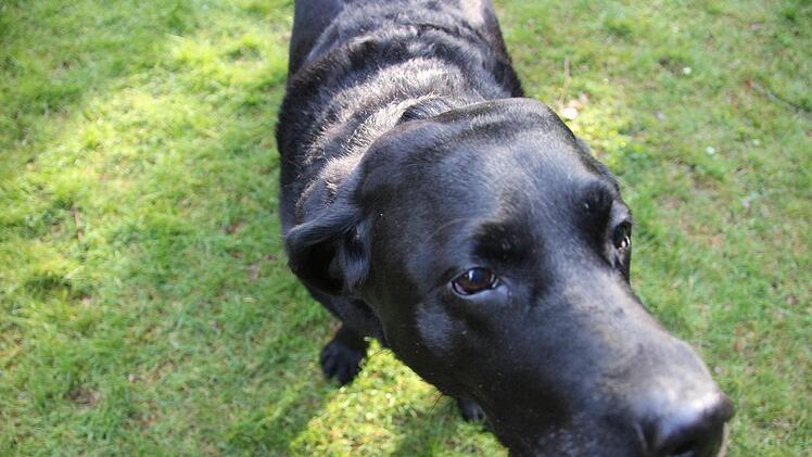 Labrador-Lady Asta weiß, wie man gucken muss, um (Leckerles-)Wünsche erfüllt zu bekommen.  Foto: Diana Fuchs