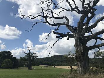 Wer heute von Nordheim hoch zur Rother Kuppe wandert, der passiert jahrhundertealte zum großen Teil abgestorbene Eichen, die geschützt sind und dem Specht eine Heimat bieten sollen. Für Hölderlin waren solche Baumriesen faszinierende Solitäre, aber auch Anlass, um über Freiheit und Unfreiheit zu philosophieren. Zwei Jahre nach seiner Rhönreise schrieb er das Gedicht "Die Eichbäume". Sie galten ihm als Symbole der Freiheit in einer Welt, die ihm bereits wie ein eingehegter Garten erschien. Er ...