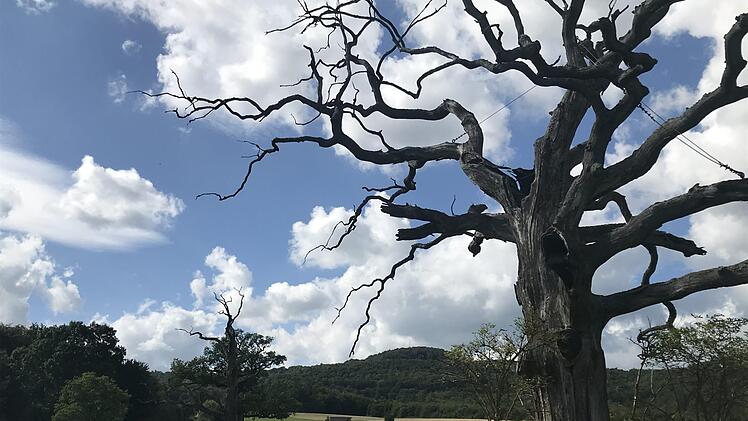 Wer heute von Nordheim hoch zur Rother Kuppe wandert, der passiert jahrhundertealte zum großen Teil abgestorbene Eichen, die geschützt sind und dem Specht eine Heimat bieten sollen. Für Hölderlin waren solche Baumriesen faszinierende Solitäre, aber auch Anlass, um über Freiheit und Unfreiheit zu philosophieren. Zwei Jahre nach seiner Rhönreise schrieb er das Gedicht "Die Eichbäume". Sie galten ihm als Symbole der Freiheit in einer Welt, die ihm bereits wie ein eingehegter Garten erschien. Er ...