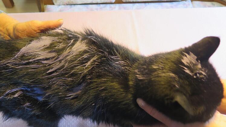 Drei Jugendliche (alle 14 Jahre alt) haben sich am Wochenende in Helmbrechts (Landkreis Hof) einen üblen Scherz erlaubt und eine Katze mit lila Farbe angemalt. Foto: Polizei Münchberg