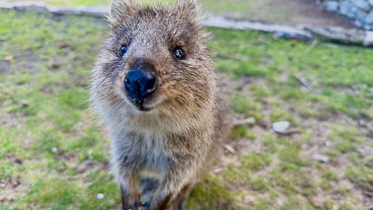 Quokkas auf Rottnest Island