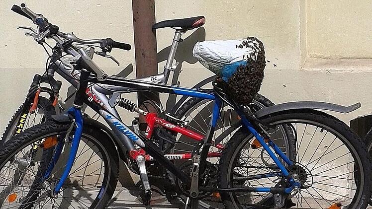 Ein Bienenschwarm hängt unter dem Sattel eines abgestellten Rads in Bamberg. Foto: Norbert Schley, Umweltamt der Stadt Bamberg