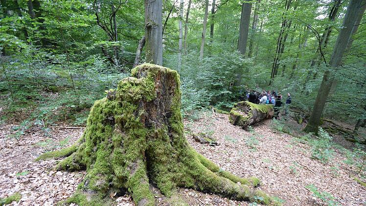 von Moos überwachsener Altbaum  Ronald Rinklef
