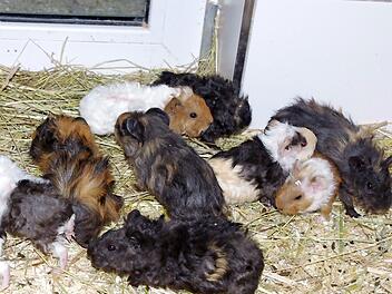 31 Tiere warten auf eine neue Familie. Foto: Tierheim