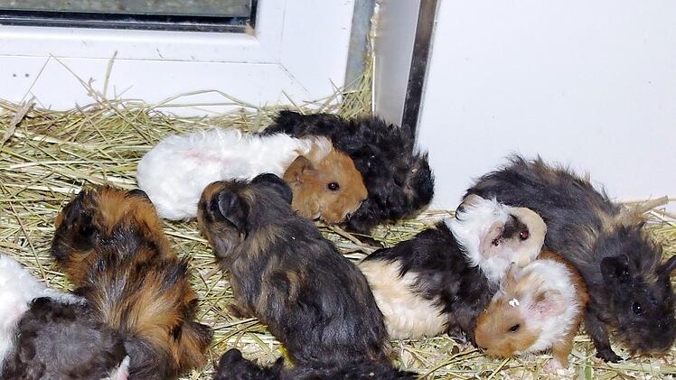 31 Tiere warten auf eine neue Familie. Foto: Tierheim