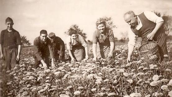1941 beim Pflücken von Ringelblumen: Firmengründer Christoph Mix (rechts) zeigt seinen Mitarbeitern, wie sie am besten Hand anlegen.
