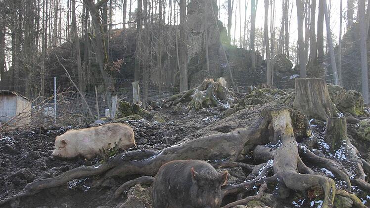 Sauwohl fühlen sich die Schweine in ihrem Gehege.  Foto: Diana Fuchs