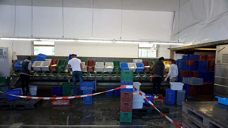 Hochbetrieb herrschte beim Waschen und SchälenRichard Sänger