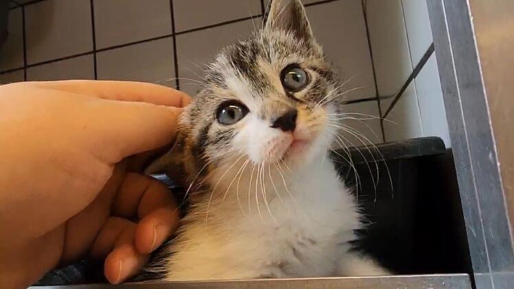 Tierheim Oberndorf: Mann klopft kurzerhand Wand auf, um Kätzchen zu retten
