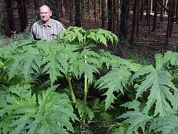 Werner Pietschmann zeigt die Stellen im Hahnberg, an denen sich der Riesen-Bärenklau angesiedelt hat. Foto: Andreas Welz