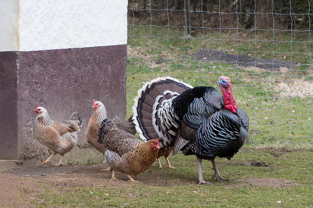 SoS; Neuses-Poxstall; Gemeindeseite; Foto: Barbara Herbst