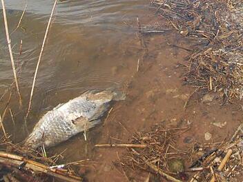Die Ursache für das Fischsterben im Goldbergsee ist weiterhin unklar. Fest steht nur: Am Wasser liegt's nicht. Foto: Christiane Lehmann