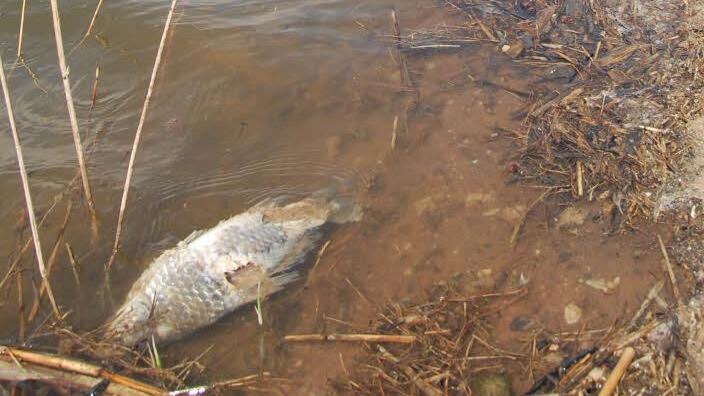 Die Ursache für das Fischsterben im Goldbergsee ist weiterhin unklar. Fest steht nur: Am Wasser liegt's nicht. Foto: Christiane Lehmann