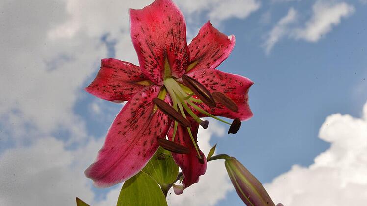 Foto: Ronald Rinklef