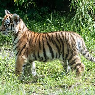 Tigernachwuchs darf ins Freigelände