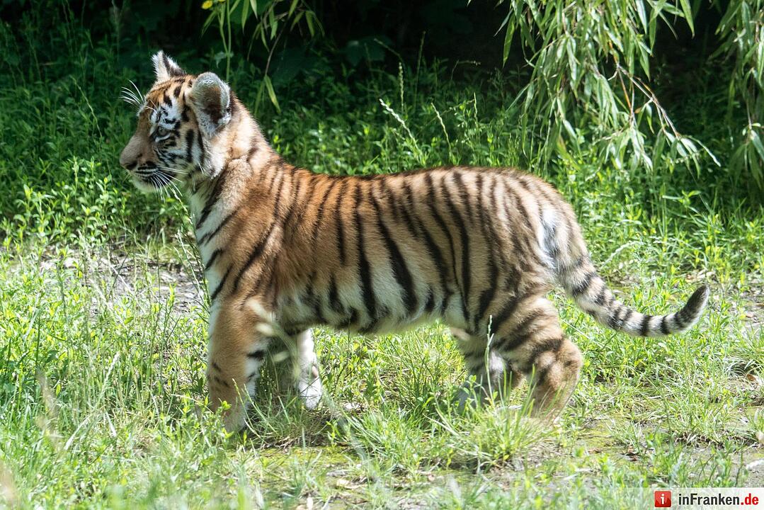 Tigernachwuchs darf ins Freigelände