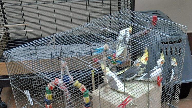 Ein Hund sowie 25 Vögel wurden aus einem Haus gerettet. Die Tiere waren in einem verwahrlosten Zustand. Foto: Tierheim Hof
