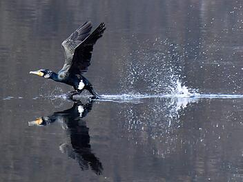 Ein Kormoran in AktionRonald Rinklef