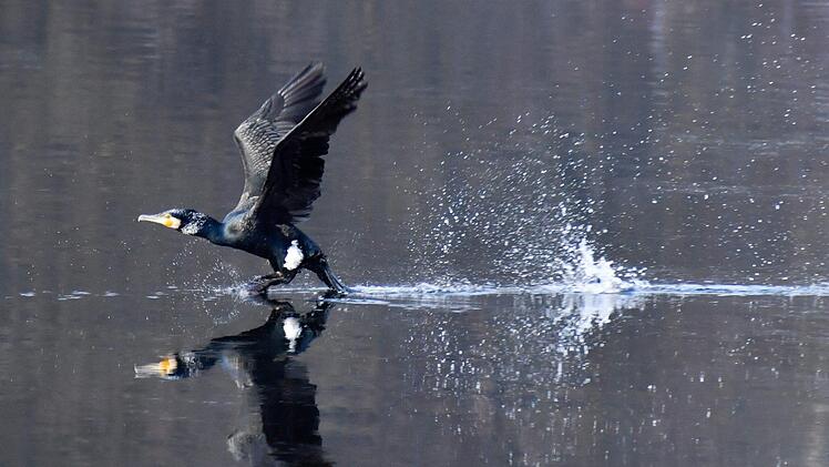 Ein Kormoran in AktionRonald Rinklef