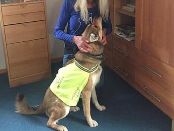 Der Suchhund "Lupo" konnte am am Dienstagmorgen eine vermisste Seniorin aus Bad Kissingen auffinden. Foto: Polizei Unterfranken