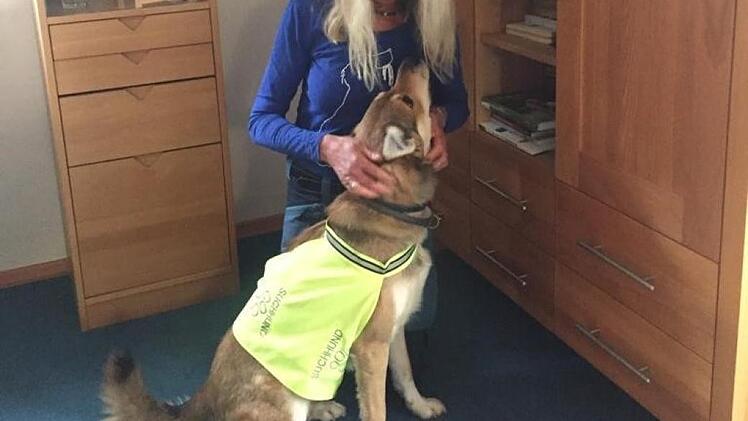 Der Suchhund "Lupo" konnte am am Dienstagmorgen eine vermisste Seniorin aus Bad Kissingen auffinden. Foto: Polizei Unterfranken