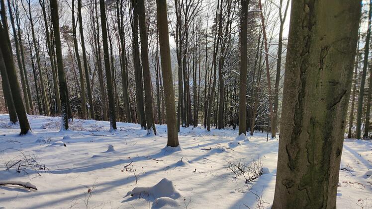Egal ob im Winter oder im Sommer, vorbeugend oder in akuten Krankheitsphasen: Der Wald hat eine heilende Wirkung. Das ist wissenschaftlich erwiesen.