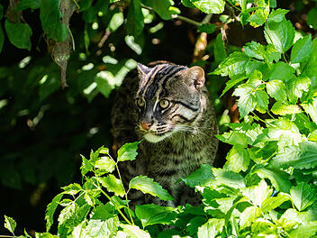 Tiergarten Nürnberg mit Neuzugang: "Alles andere als wasserscheu"