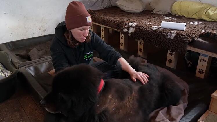 Kurz nach der Vermittlung wird der zw&ouml;lfj&auml;hrige R&uuml;de schwer krank.