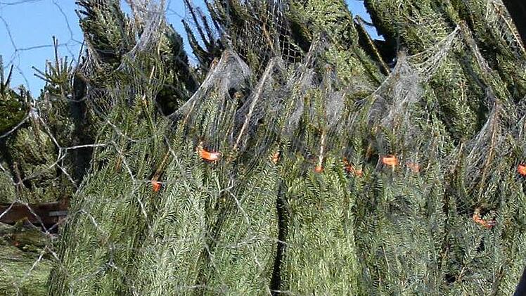 W&uuml;rzburg braucht Weihnachtsb&auml;ume. Foto: Fredrik von Erichsen, dpa