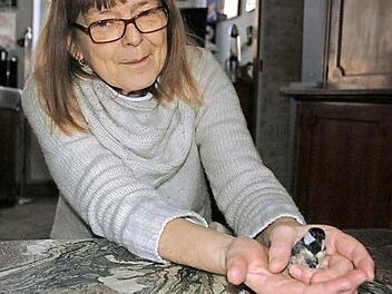 Monika F&uuml;llgraf mit Kohlmeise Stubsi, die von einer Katze erwischt worden war. Im Fr&uuml;hjahr soll sie wieder fliegen k&ouml;nnen. Foto: Andreas Thamm
