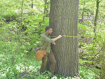 Die Stadt will mehr Naturschutz im Steigerwald  (Bild) - doch vor der Haustüre ist die Zukunft einer großen Waldfläche höchst umstritten.  Ronald Rinklef